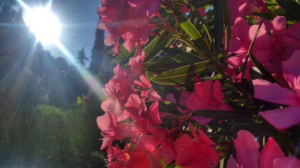 Photo #1668306
