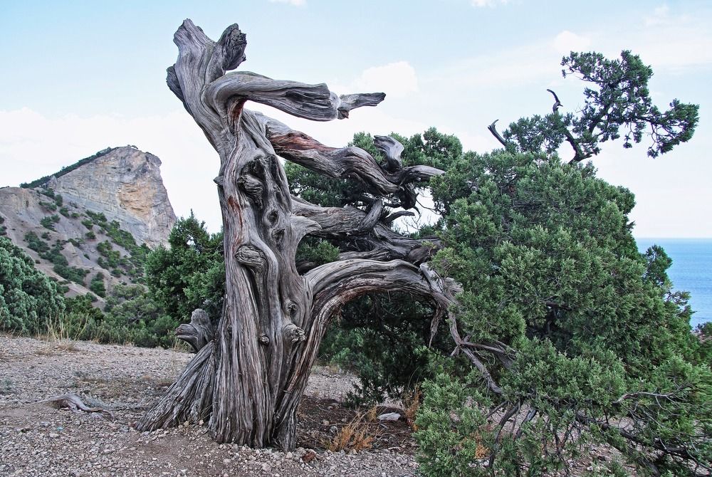 Крымская сосна