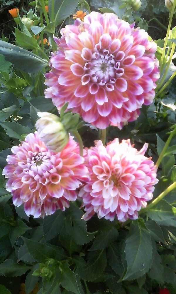 Георгины.