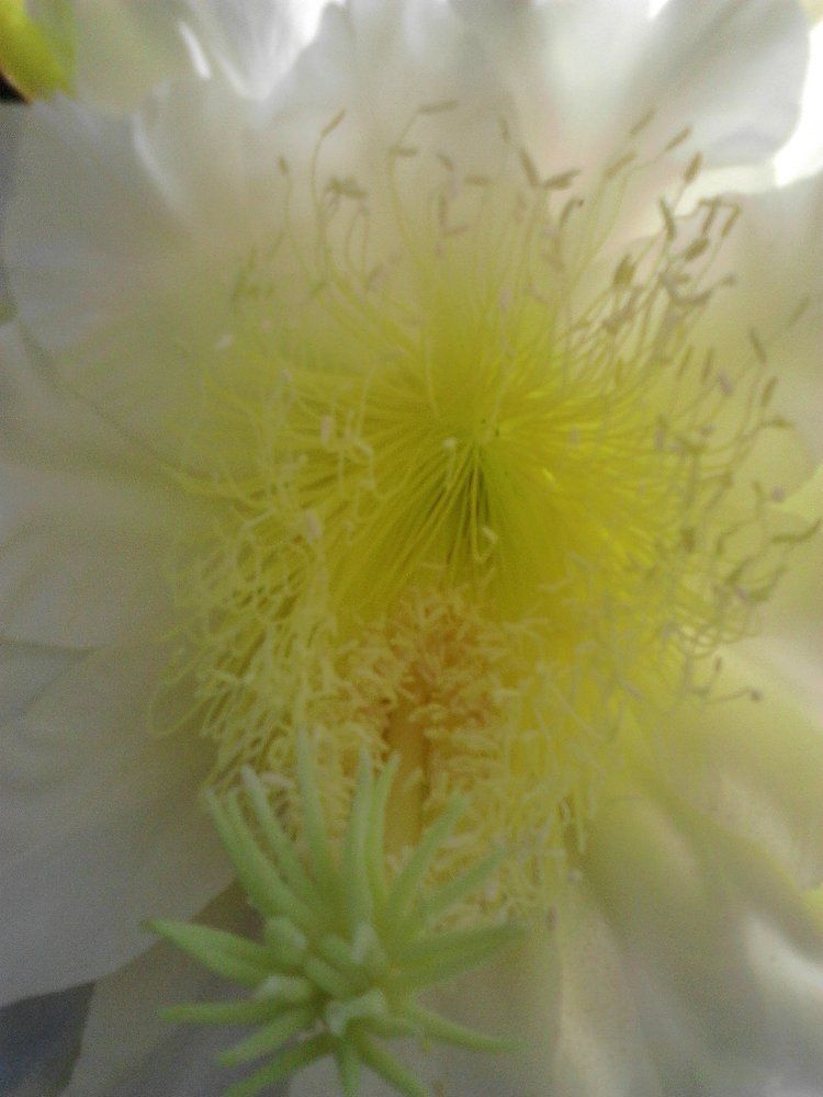 BUNGA BUAH NAGA