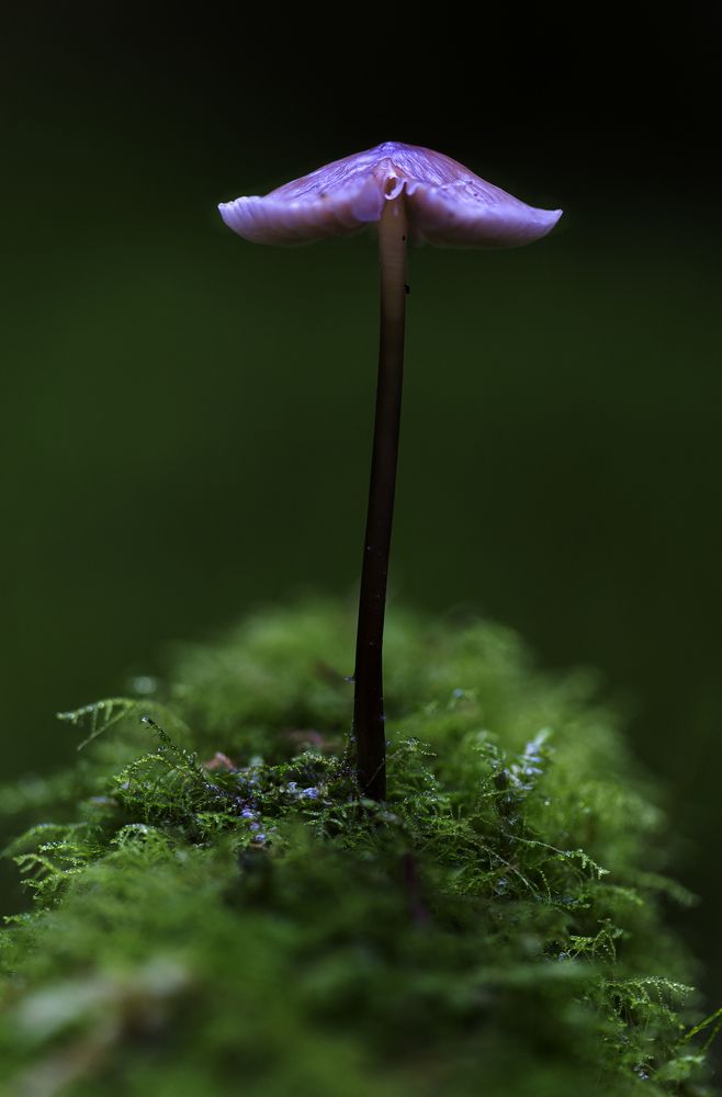 Amethyst deceiver