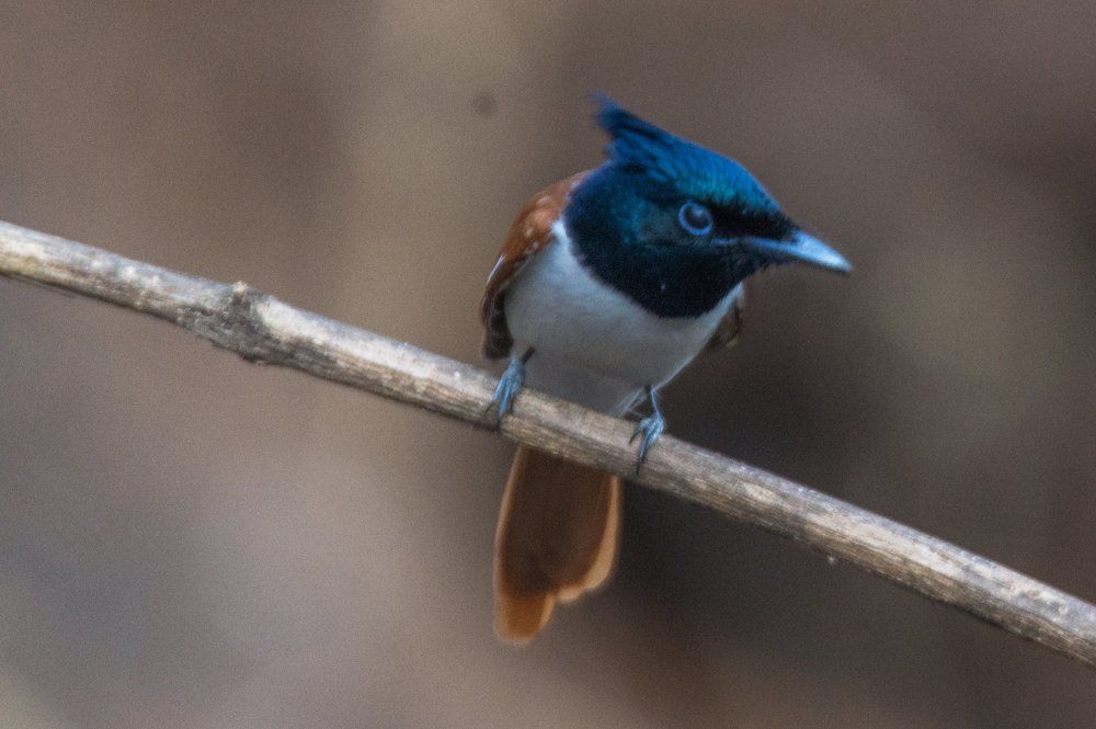 Indian Paradise Flycatcher