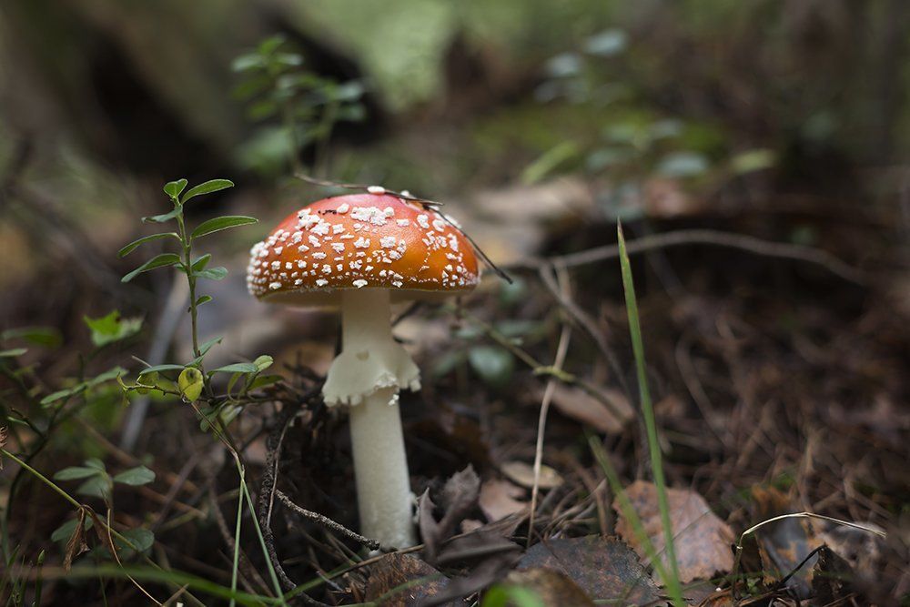 "Я - дыхание леса"