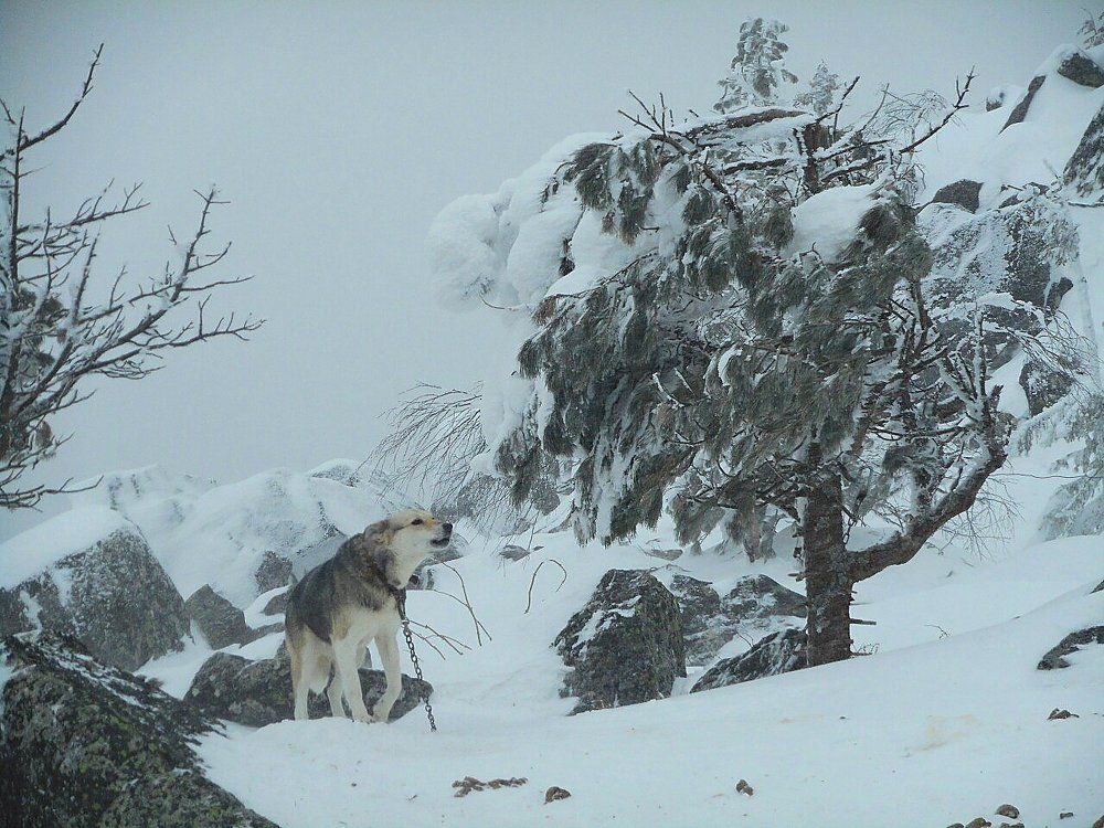alone in the snow