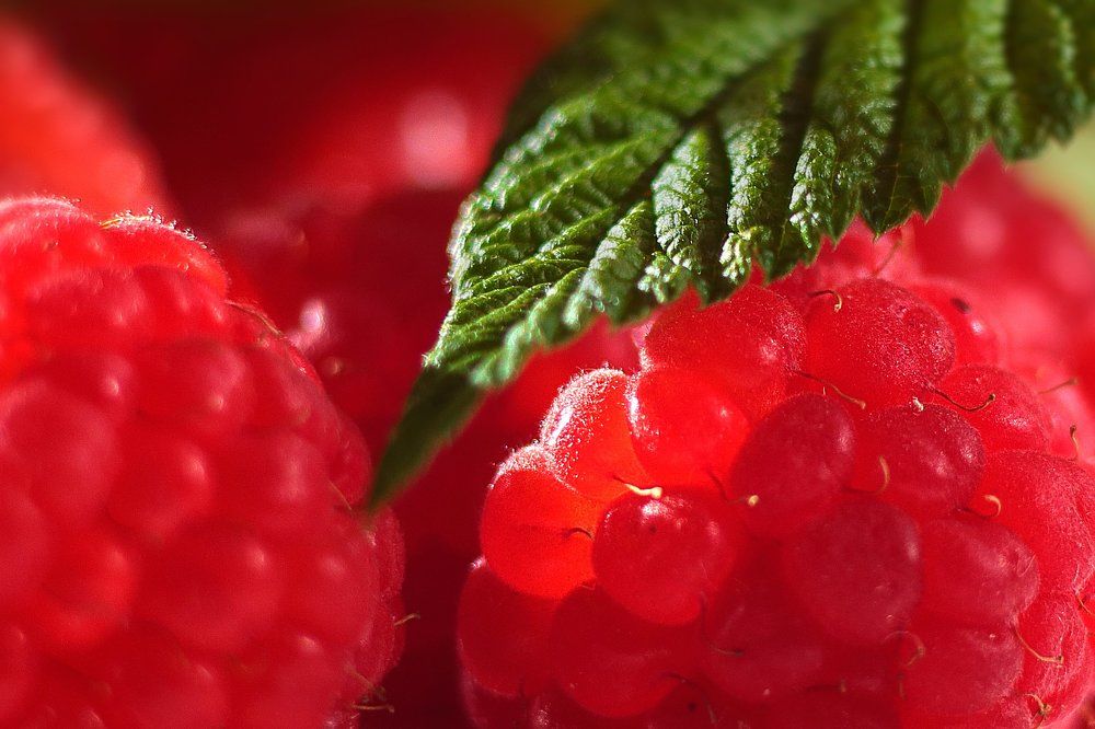 Ягода малина