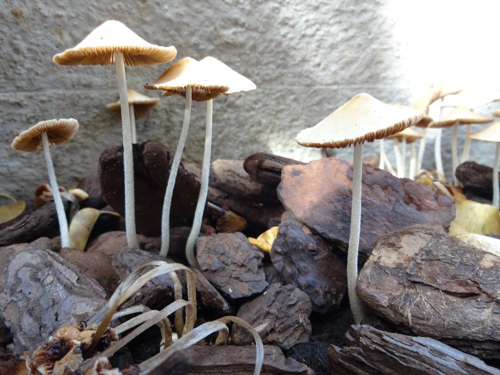 Mushrooms in the vase