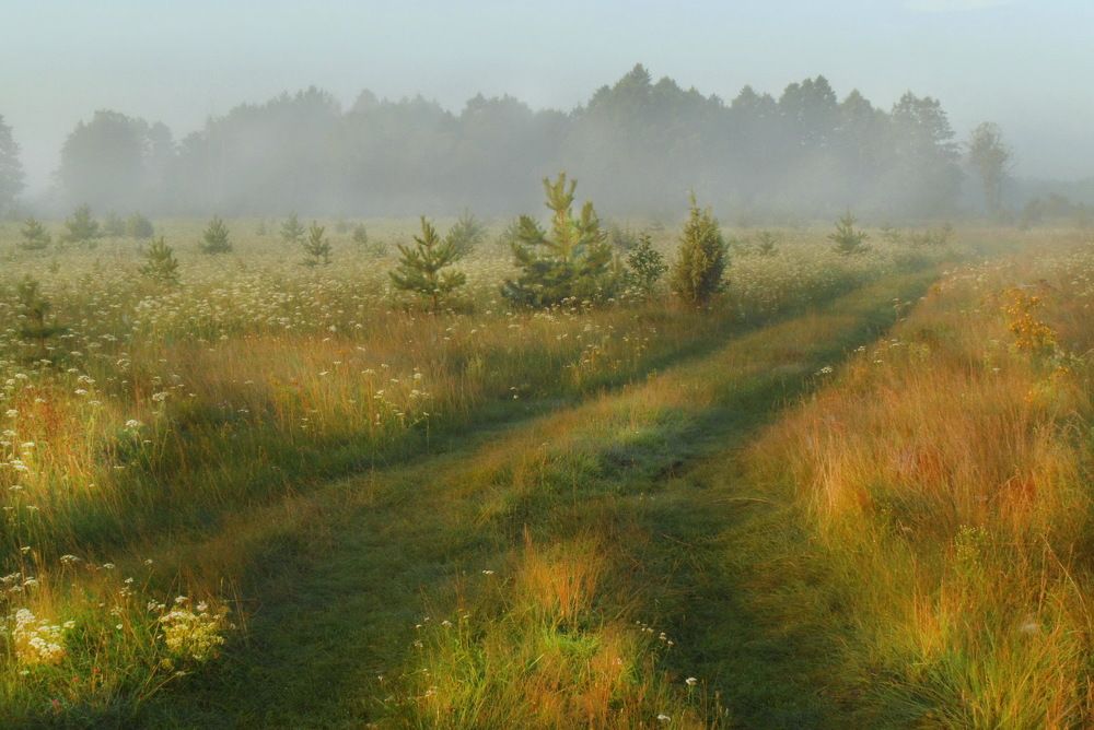 Луга на берегу Немана