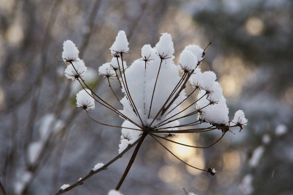 В шапочках из снега..