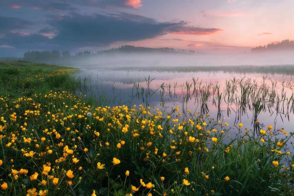 Болотный ковер