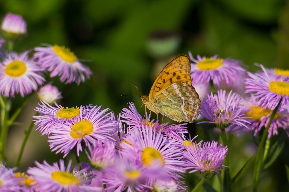 Летнее настроение