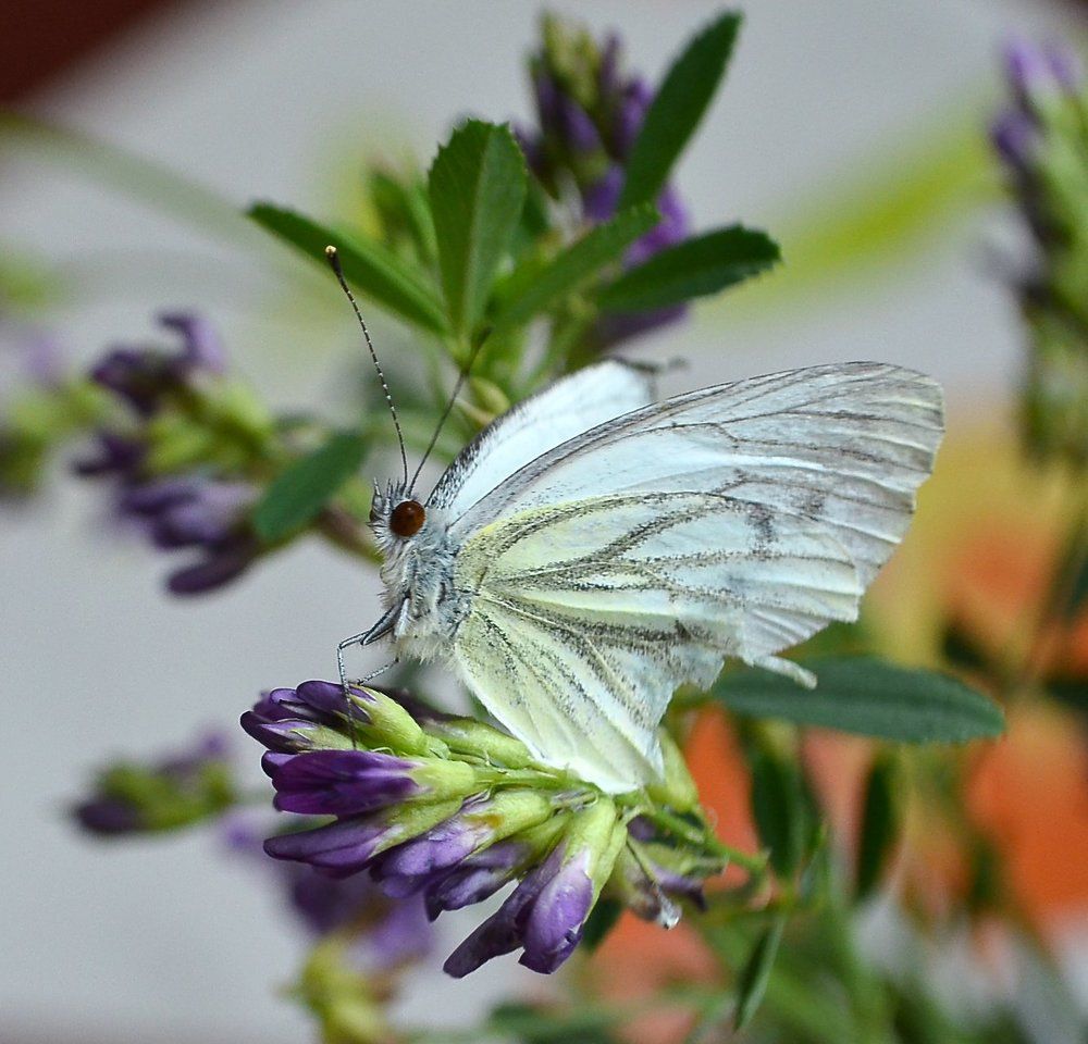 Танцовщица