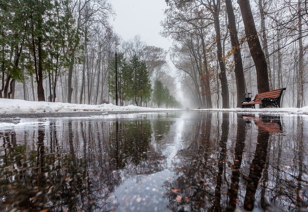 Туманный ноябрь в парке