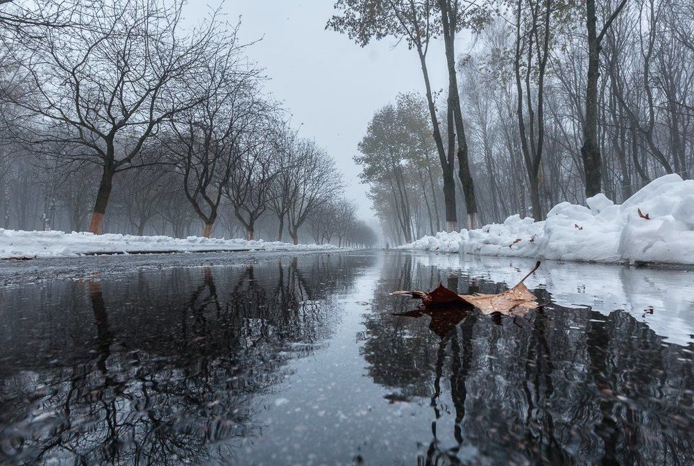 Туманный ноябрь в парке