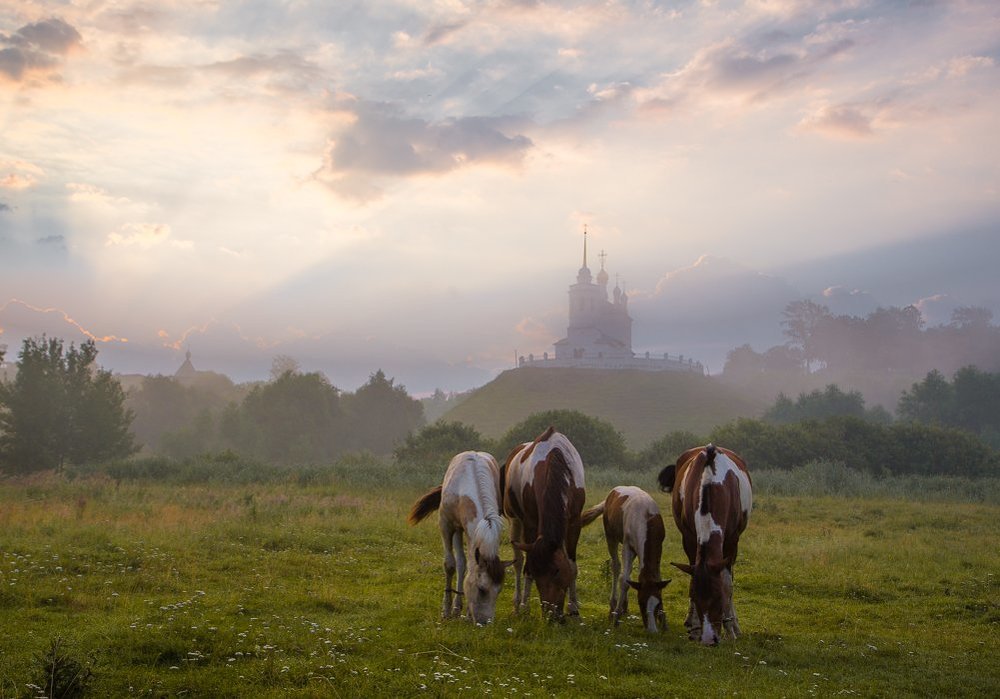 Как вкусны ромашки на рассвете