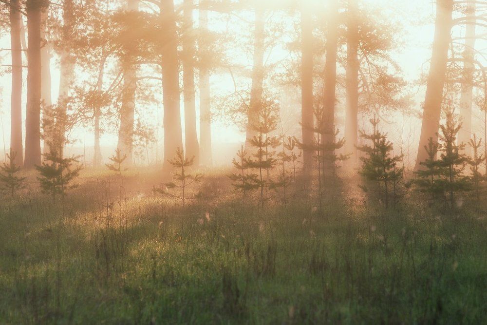 Майские туманы...