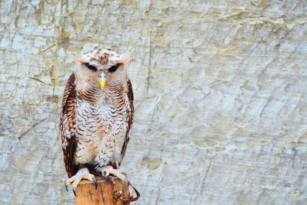 Sadness owl