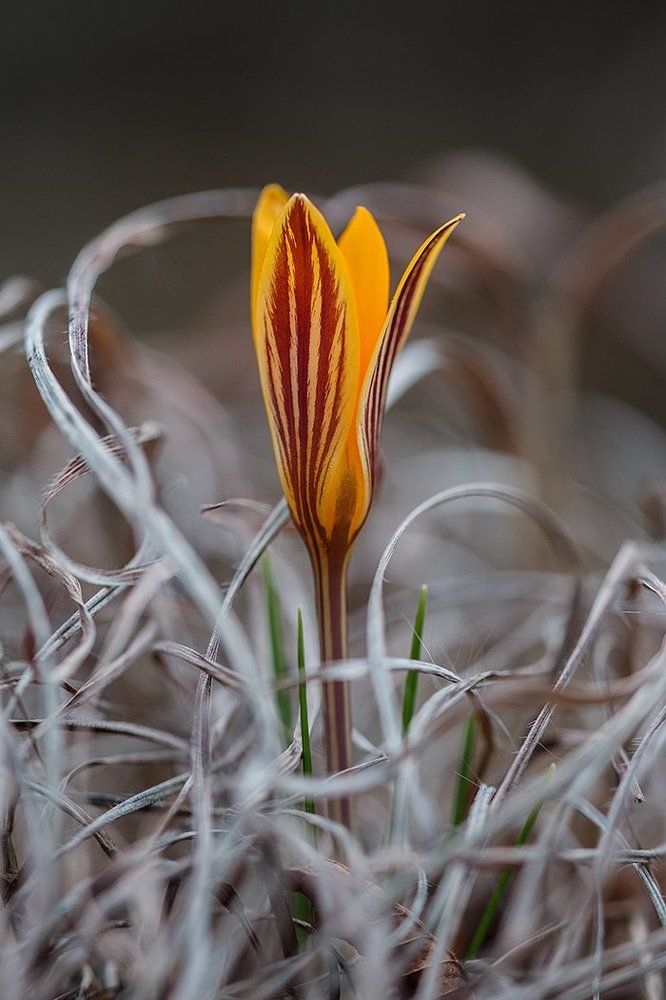 Сквозь терни