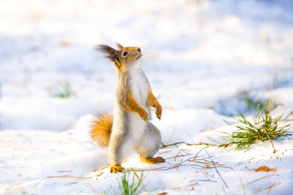 Поделитесь орешком..!