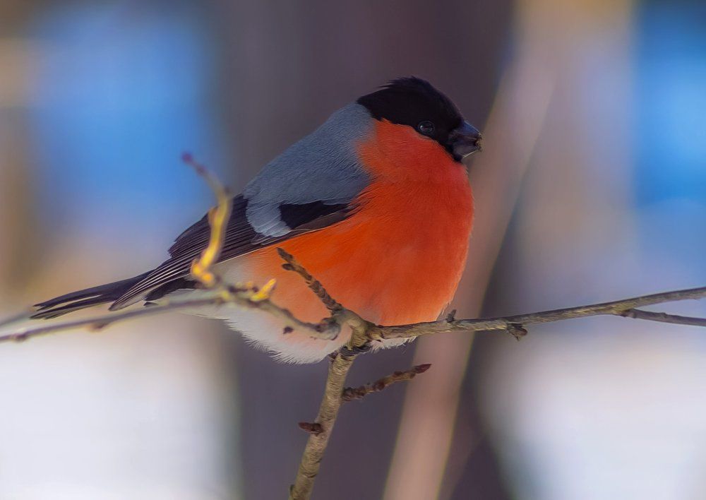 Winter does not have to be sad...