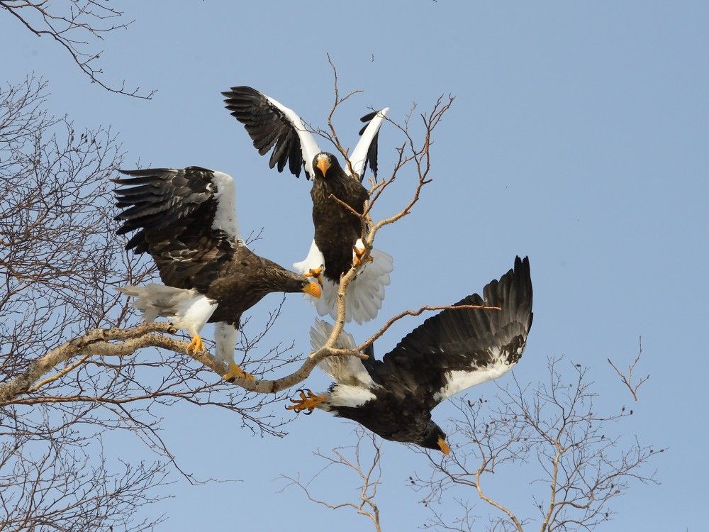 Это моя невеста!!!   Разберемся...