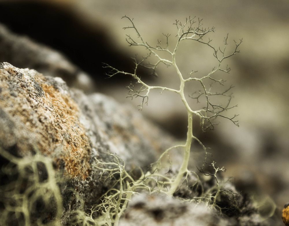 Принцесса Ягель