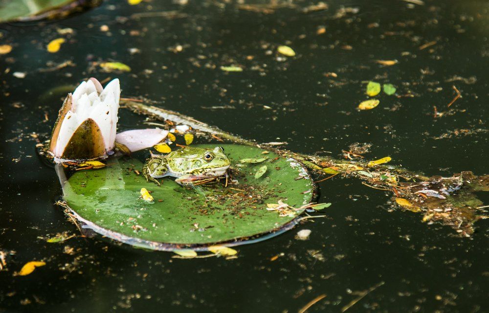 Царевна Лягушка