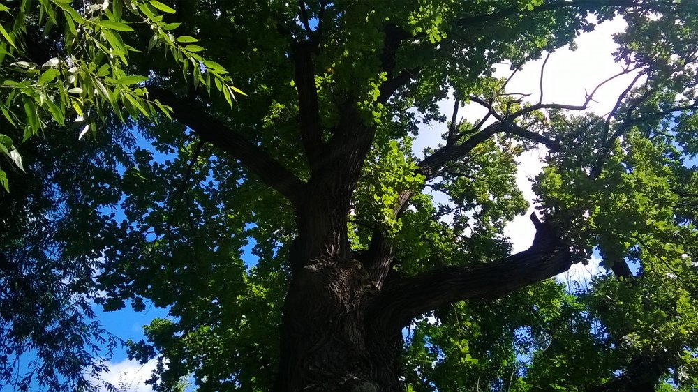 Живая легенда