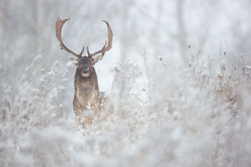Первый снег