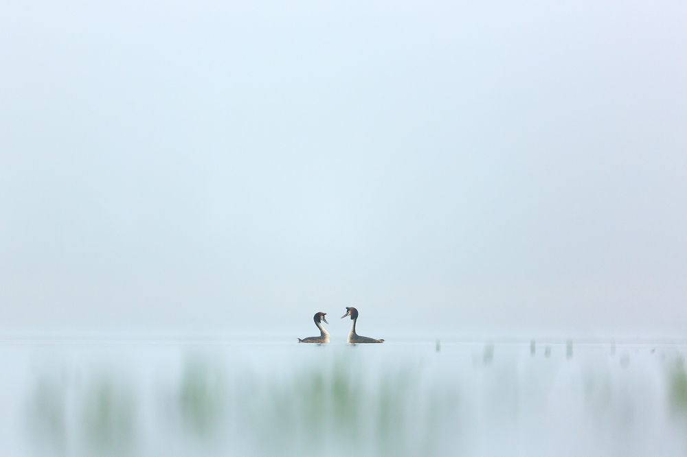 Любовь в тумане