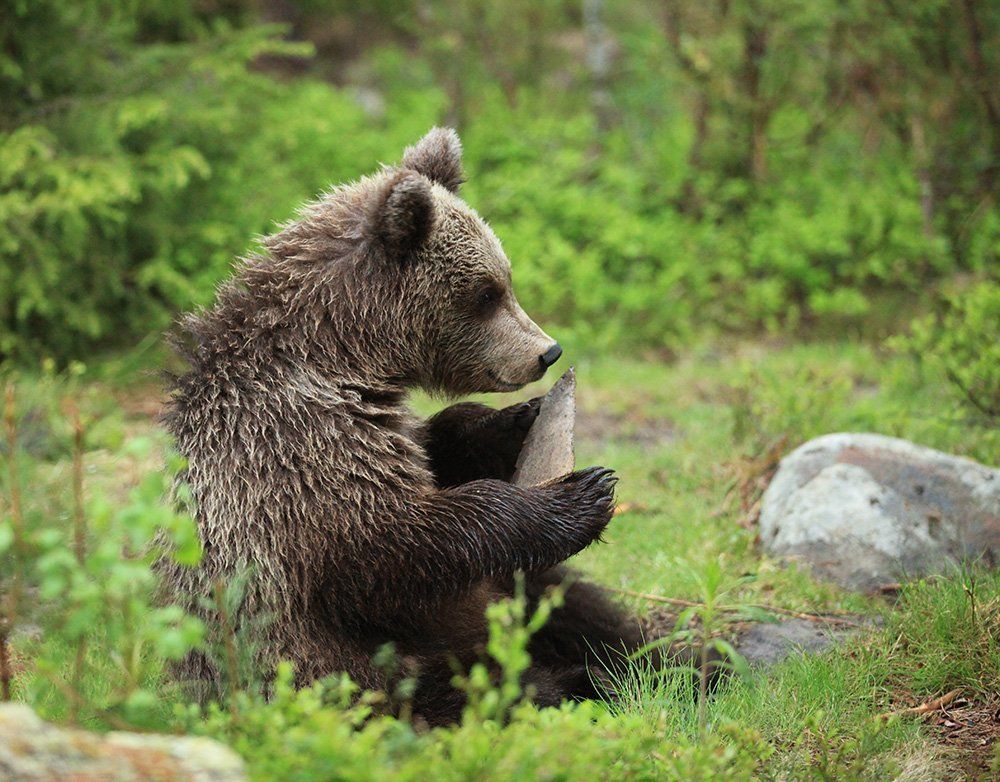 Таёжное лето