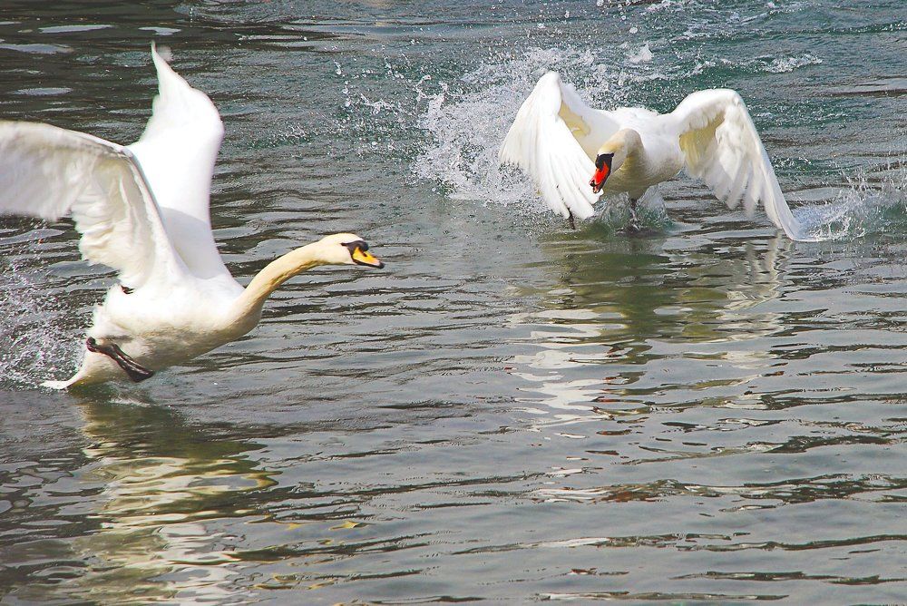 Dança do Acasalamento