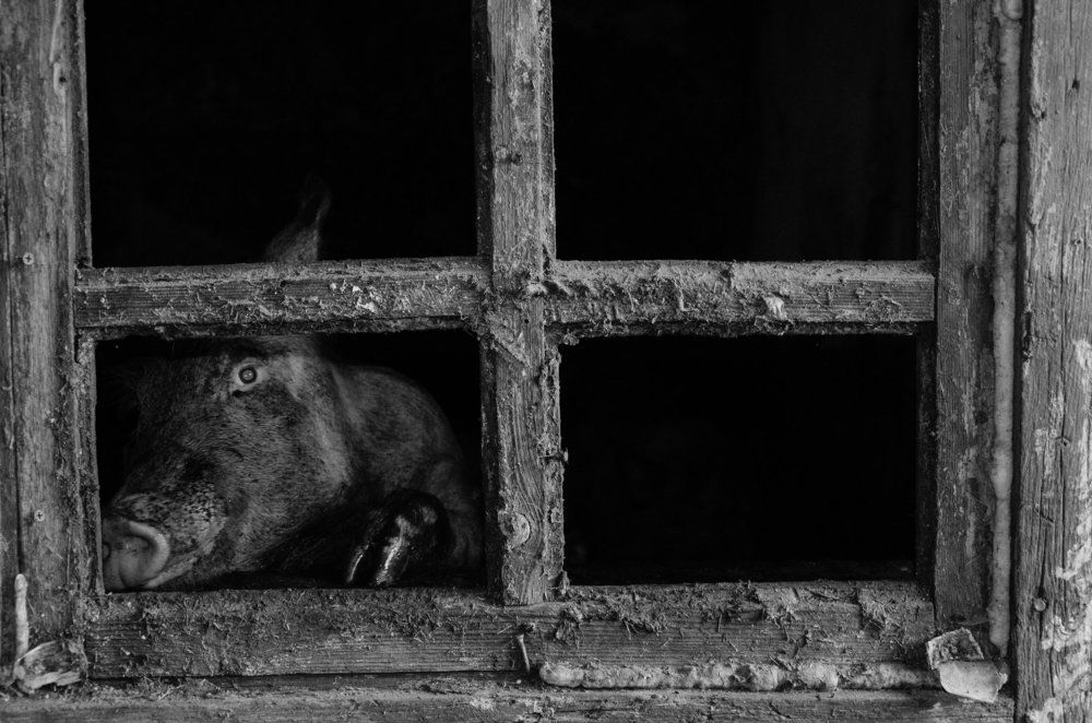 Да. Свинья в окне