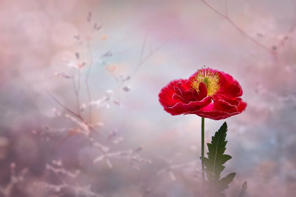 Аленький....