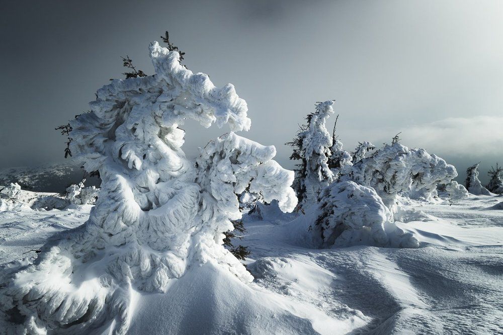 Снежные големы