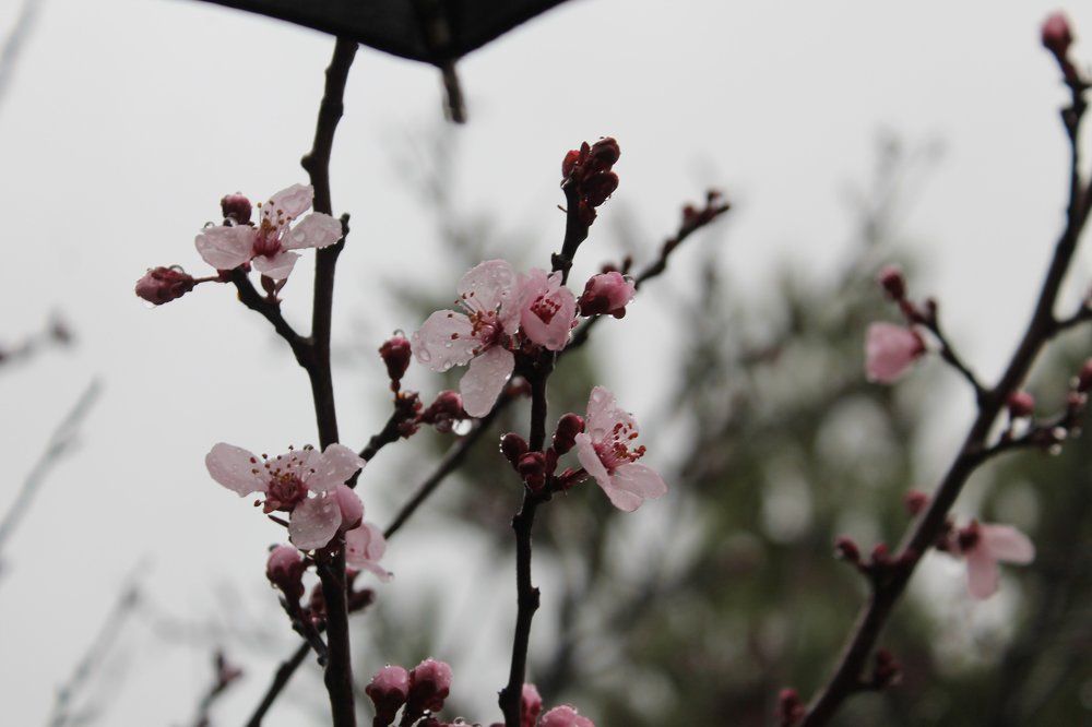 blossoms