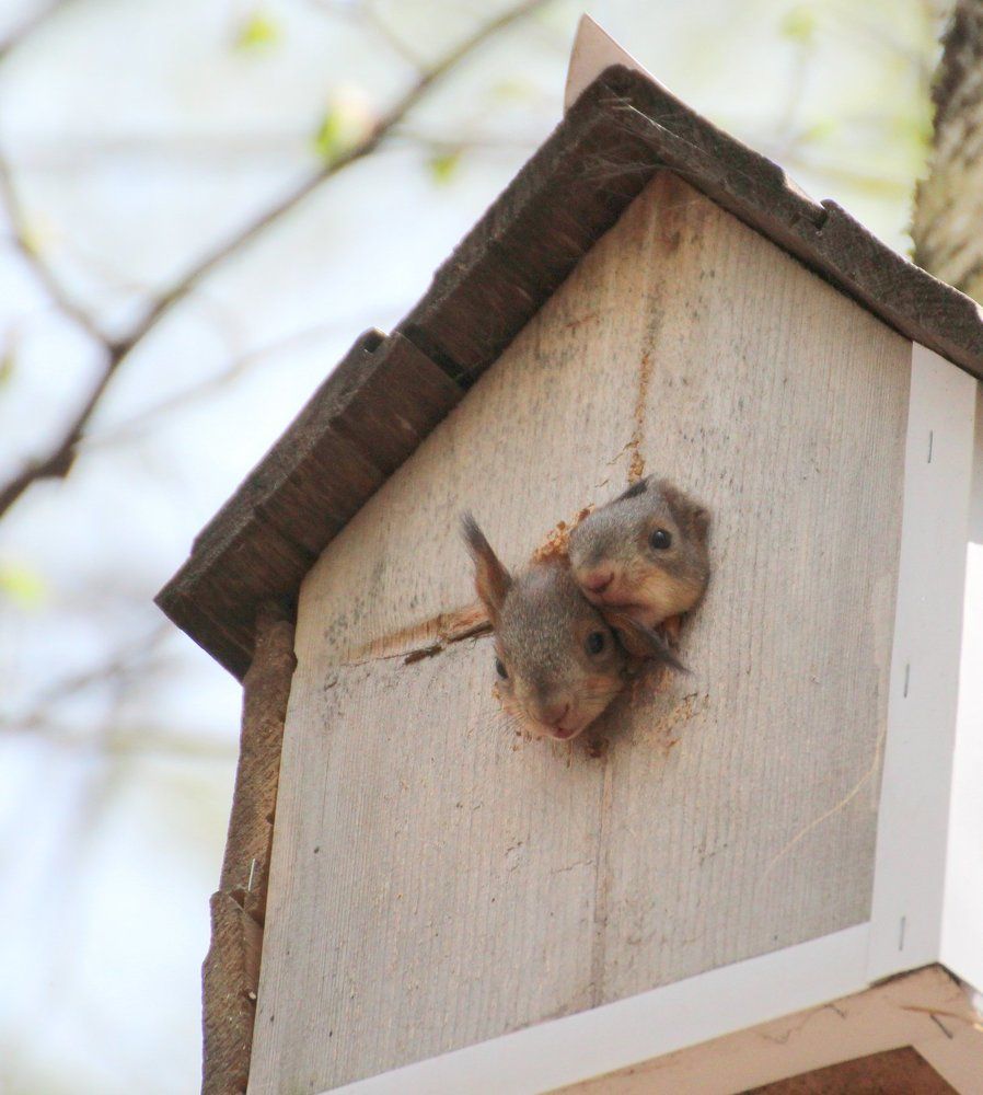 Любопытные