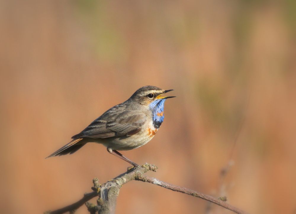 Весенние песни