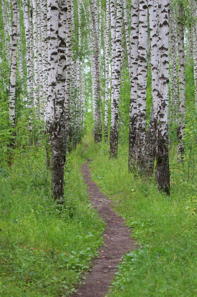 Русские березы