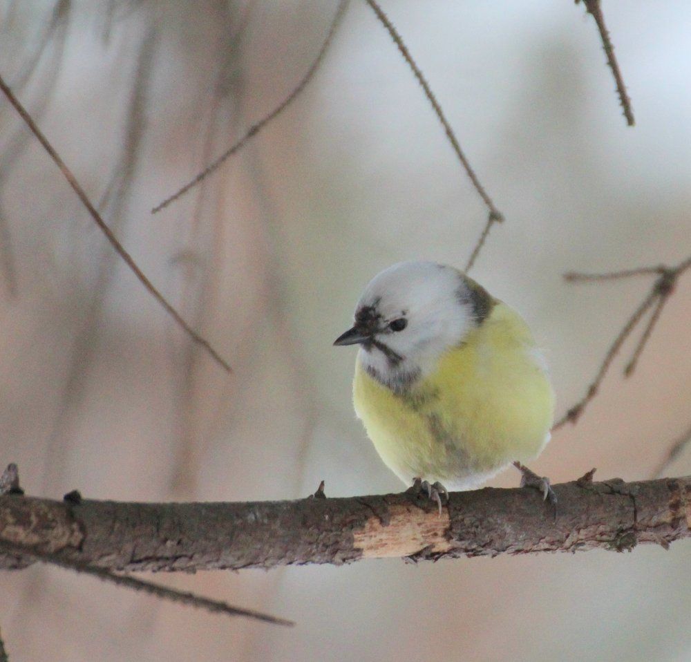 Из жизни птиц