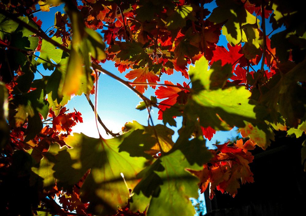 Осенний свет