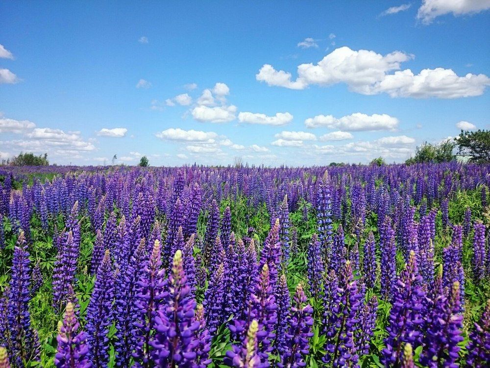 Фиолетовые сны... / Purple dreams...