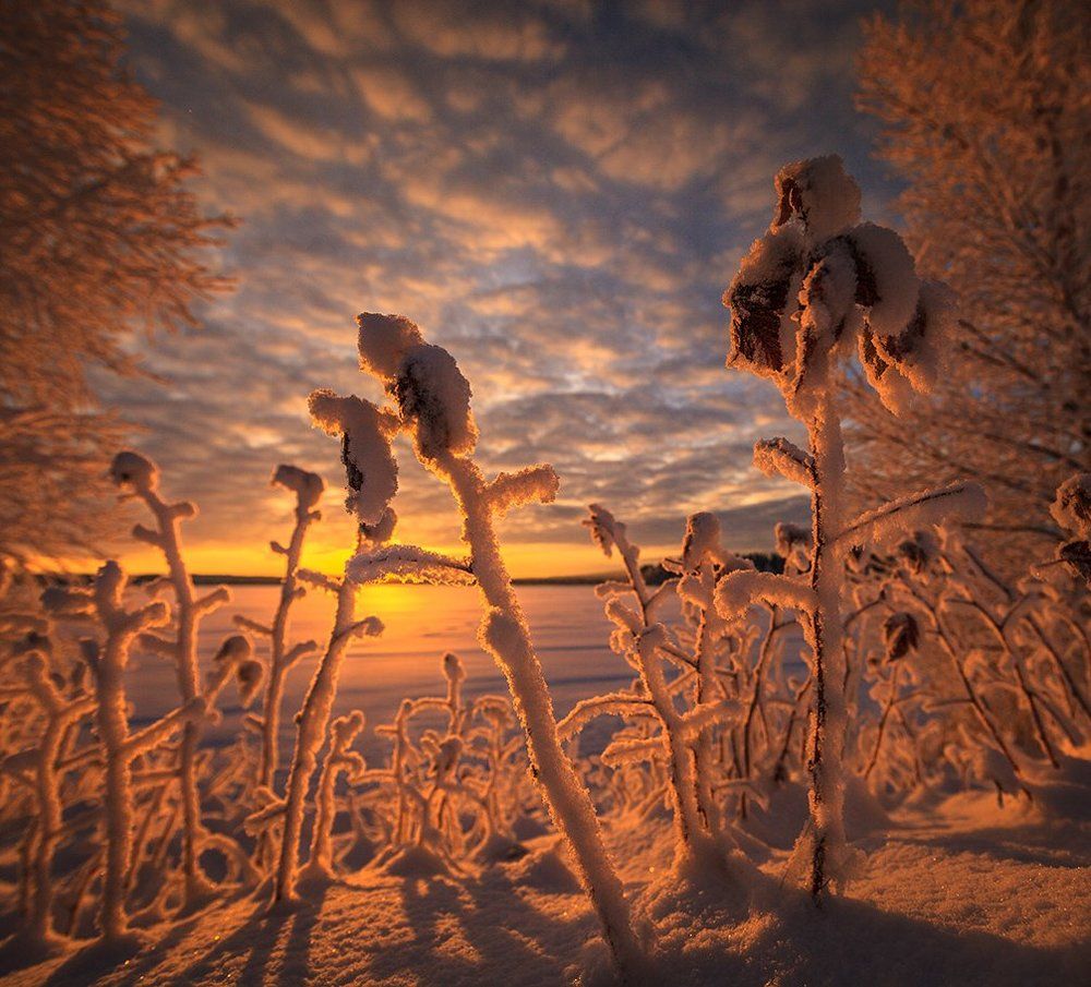 Сказочный лес