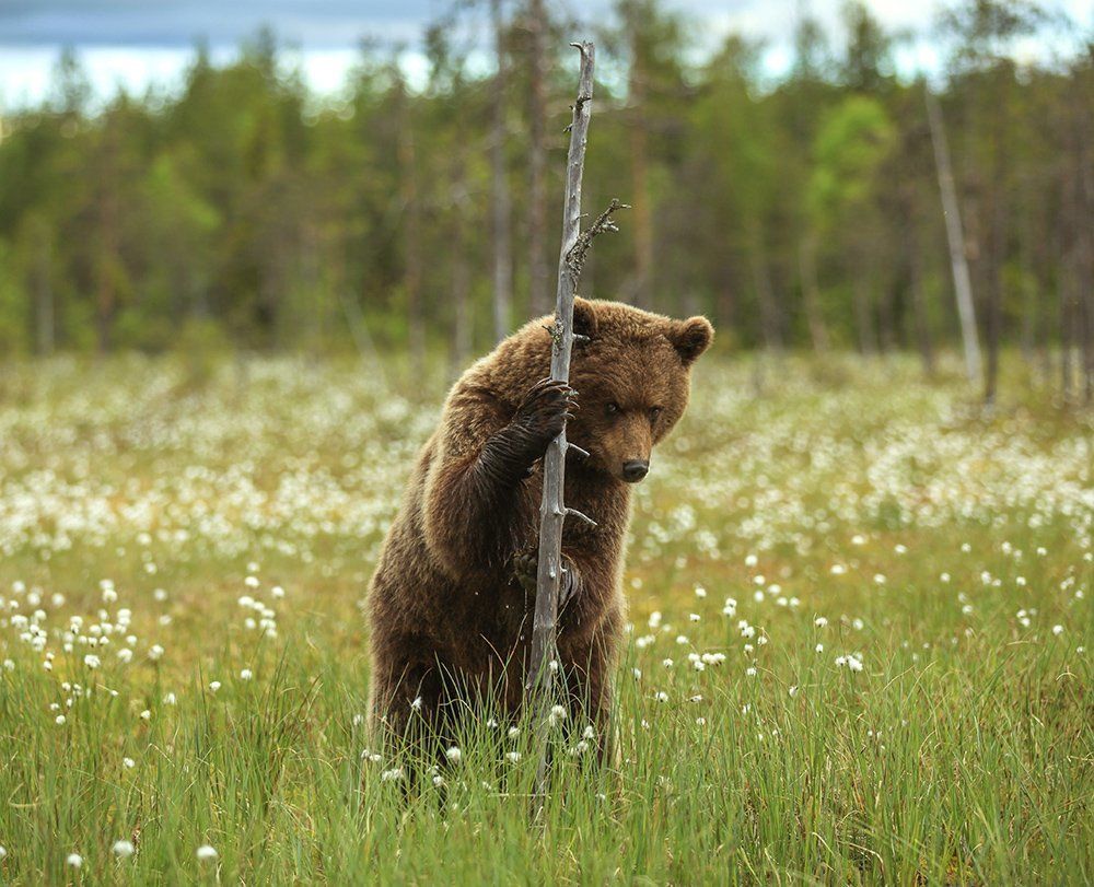 Таёжные встречи