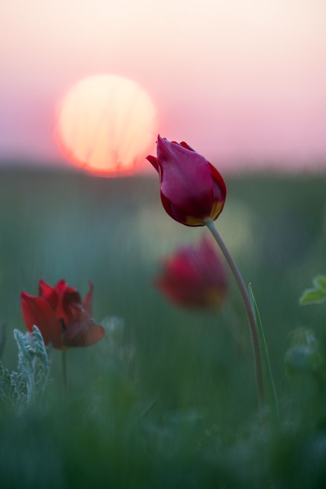 Поцелуйчик