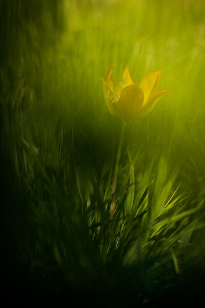 Желторотик