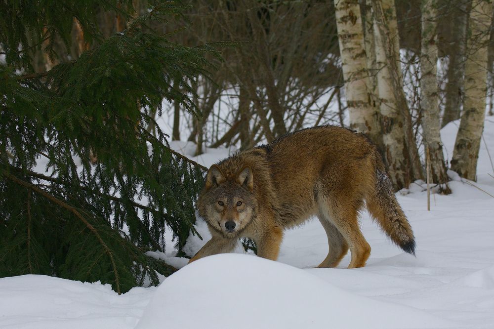 Подкрался незаметно...