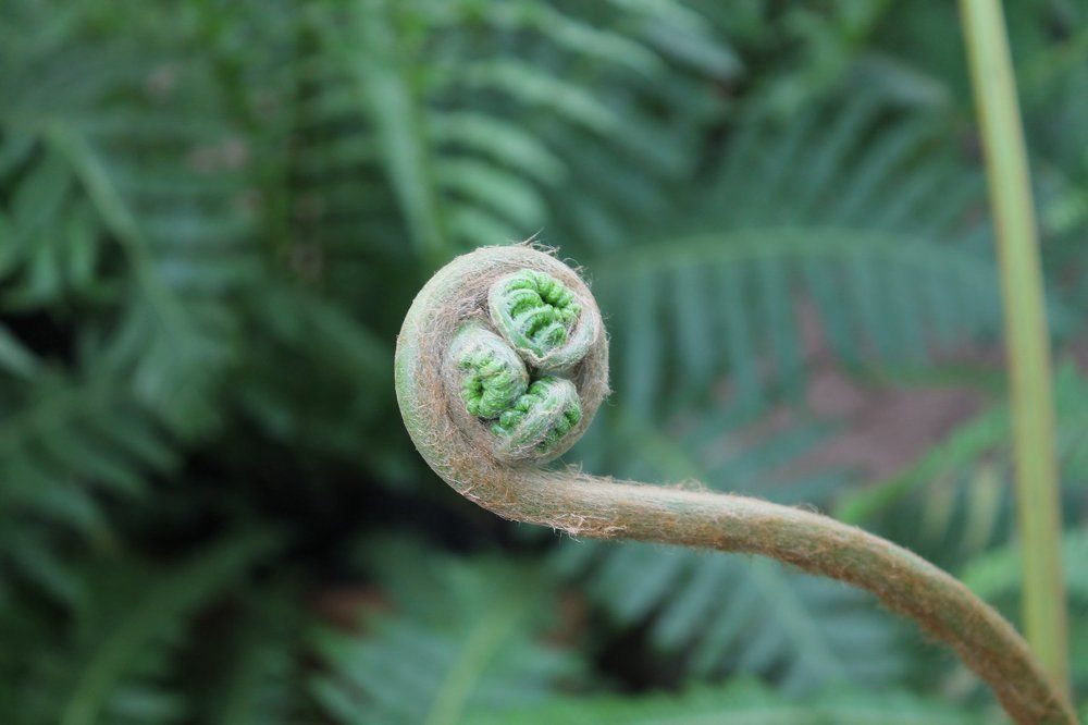 Папоротник