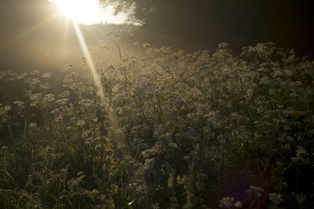Первые лучи