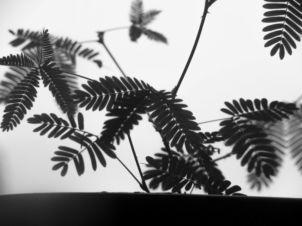 Photo #1671865