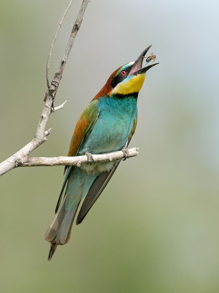 полет пчелы